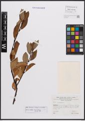 Salix bicolor Ehrh. ex Willd.